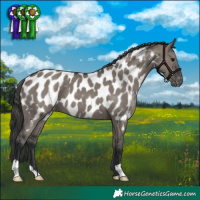Horse Color:Grullo Appaloosa