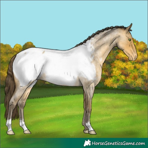 Horse Color:Sable Cream Champagne Roan Appaloosa 