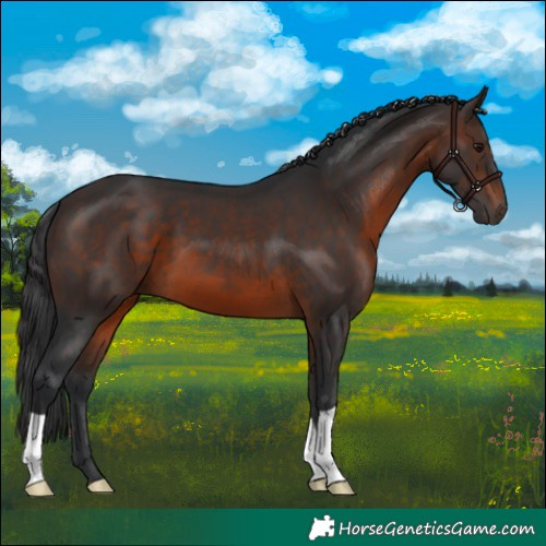 Horse Color:Brown 