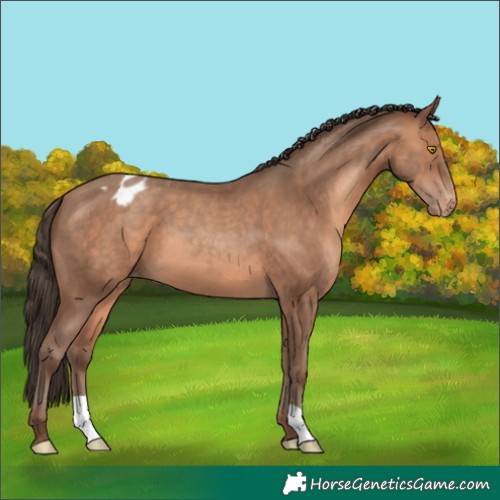 Horse Color:Sable Champagne Appaloosa 