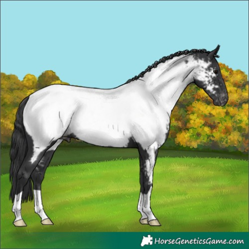 Horse Color:Black Appaloosa 