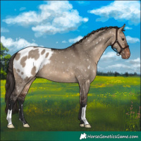 Horse Color:Brown Dun Appaloosa