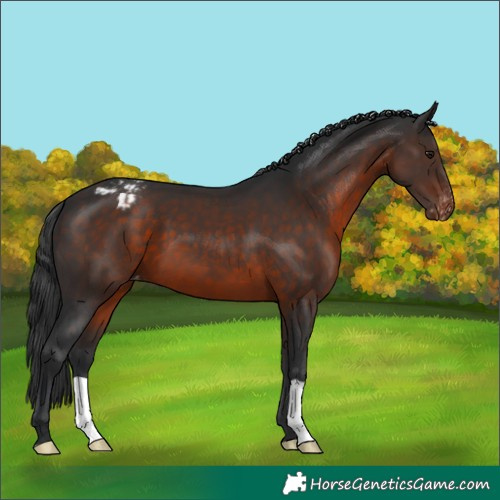 Horse Color:Brown Appaloosa 