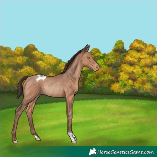 Horse Color:Sable Champagne Appaloosa Rabicano 
