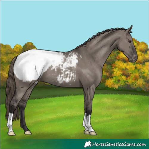 Horse Color:Smoky Grullo Appaloosa 