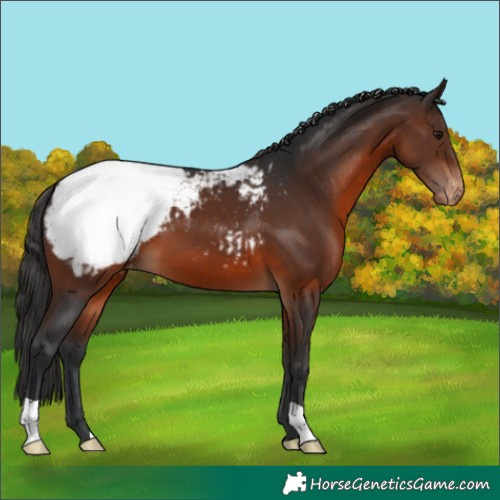 Horse Color:Brown Appaloosa 
