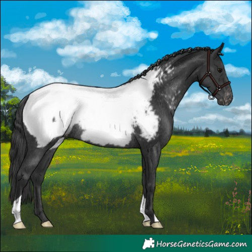 Horse Color:Black Appaloosa Rabicano