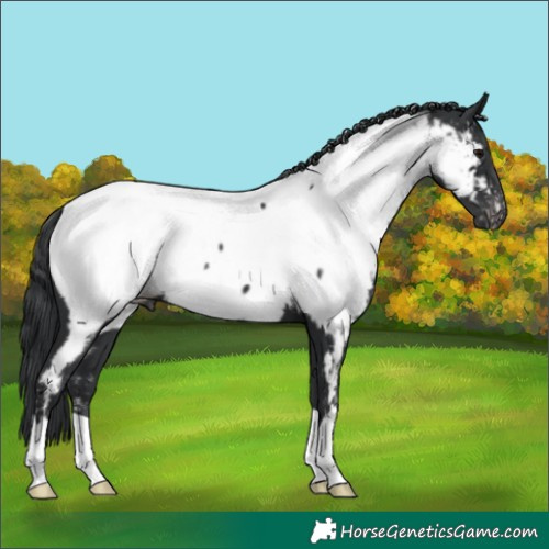Horse Color:Black Appaloosa 