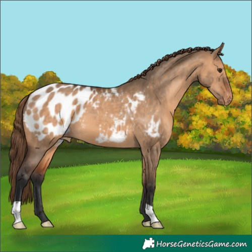 Horse Color:Bay Dun Appaloosa 
