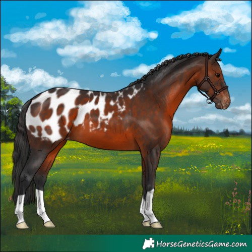 Horse Color:Brown Appaloosa 