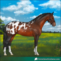 Horse Color:Brown Blanket