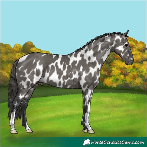 Horse Color:Grullo Appaloosa 