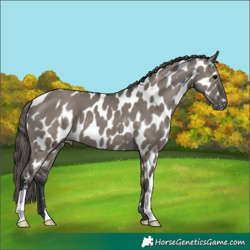 Horse Color:Grullo Appaloosa 