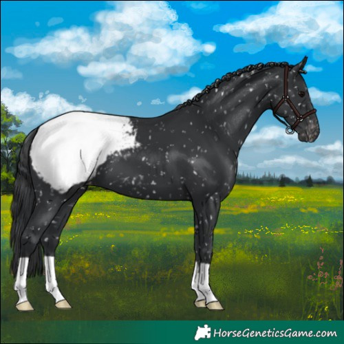Horse Color:Black Appaloosa