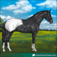 Horse Color:Black Appaloosa