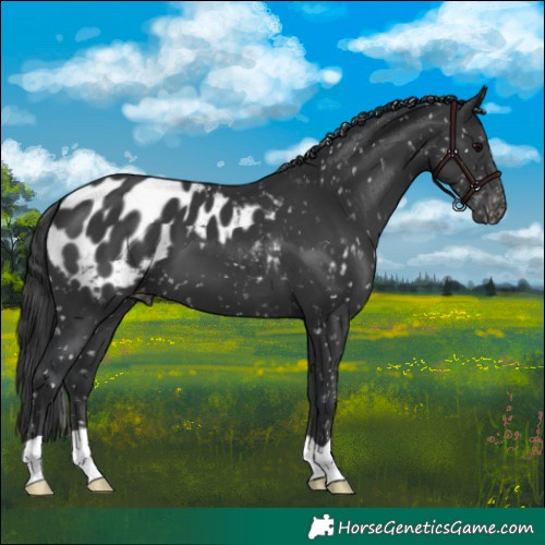 Horse Color:Black Appaloosa 