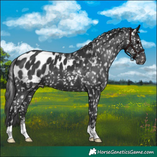 Horse Color:Black Blanket 