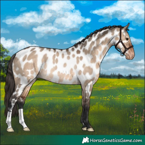 Horse Color:Brown Dun Near Leopard Rabicano 