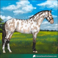 Horse Color:Brown Dun Appaloosa Rabicano 