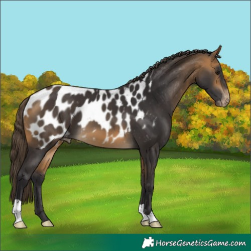 Horse Color:Buckskin Near Leopard 