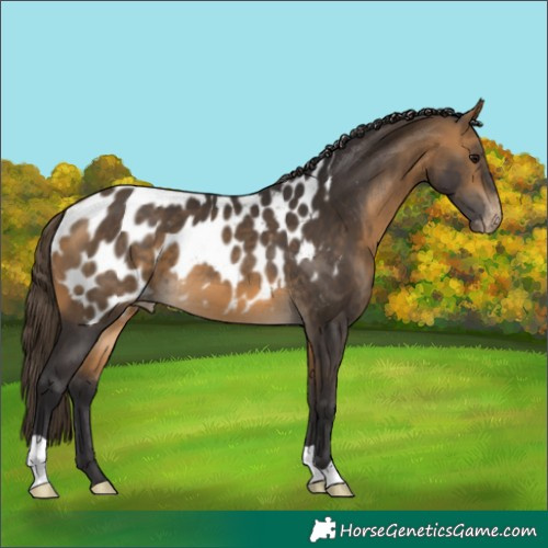 Horse Color:Buckskin Appaloosa 