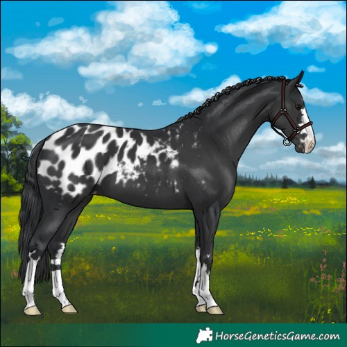 Horse Color:Black Appaloosa 