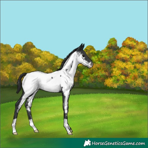 Horse Color:Black Appaloosa 