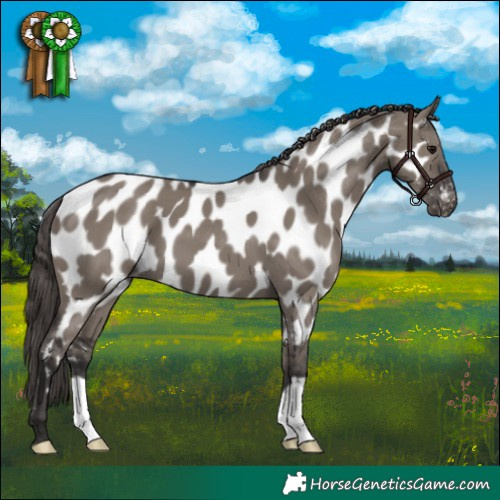 Horse Color:Smoky Grullo Near Leopard