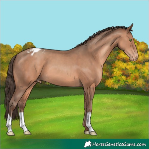 Horse Color:Sable Champagne Appaloosa 