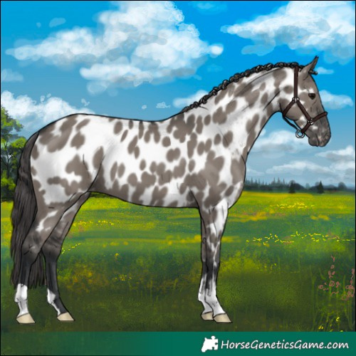 Horse Color:Grullo Appaloosa 