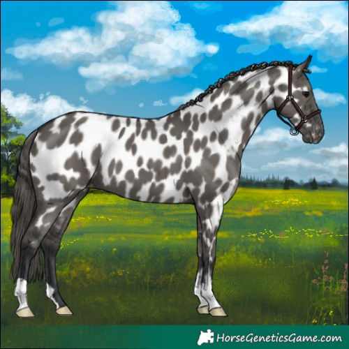 Horse Color:Grullo Near Leopard 