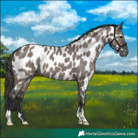 Horse Color:Grullo Appaloosa 