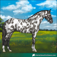 Horse Color:Grullo Appaloosa