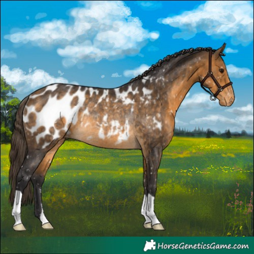 Horse Color:Buckskin Appaloosa Rabicano