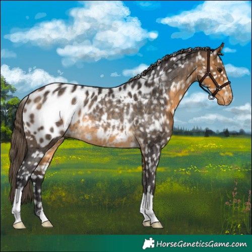 Horse Color:Buckskin Near Leopard Rabicano