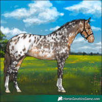 Horse Color:Buckskin Appaloosa Rabicano 