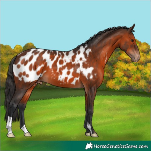 Horse Color:Brown Near Leopard 