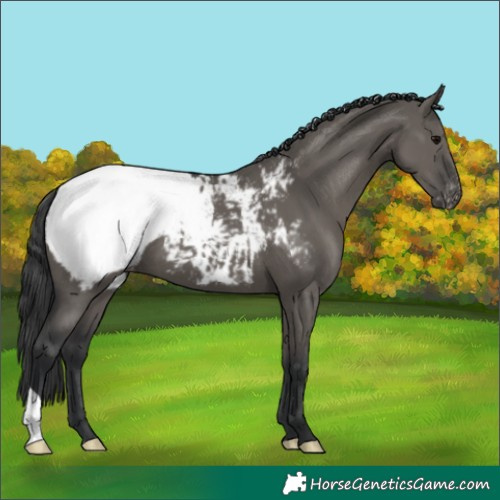 Horse Color:Grullo Appaloosa 