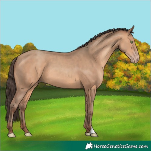 Horse Color:Amber Champagne 