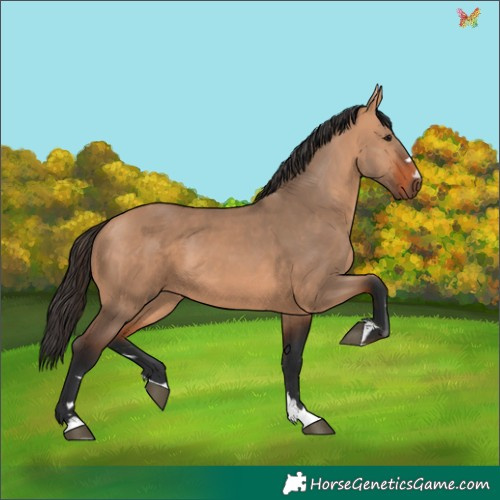 Horse Color:Bay Dun 