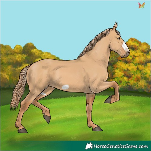 Horse Color:Red Dun Frame