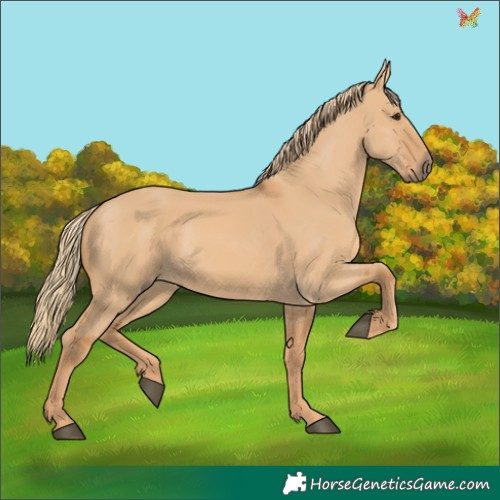 Horse Color:Red Dun 