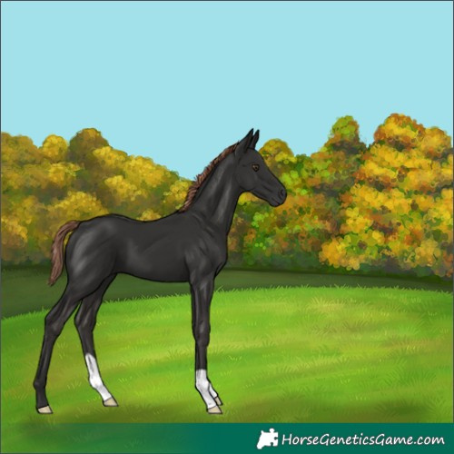 Horse Color:Liver Chestnut 