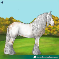 Horse Color:Gray White Spotted Gold Cream Champagne Near Leopard Rabicano