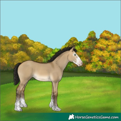 Horse Color:Gray Sable Cream Champagne Dun Sabino
