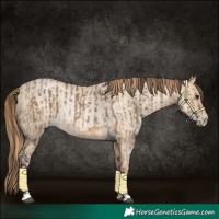 Horse Color:Buckskin Dun Rabicano  and Gold Champagne Pearl Dun Rabicano 
