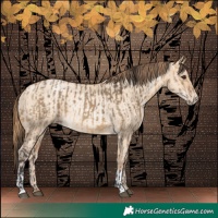 Horse Color:Buckskin Dun Rabicano  and Gold Champagne Pearl Dun Rabicano 