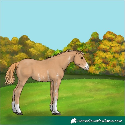 Horse Color:Chestnut Sabino 