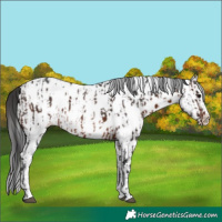 Horse Color:Brown Sabino Splash Near Leopard  and White Spotted Brown Splash Near Leopard 