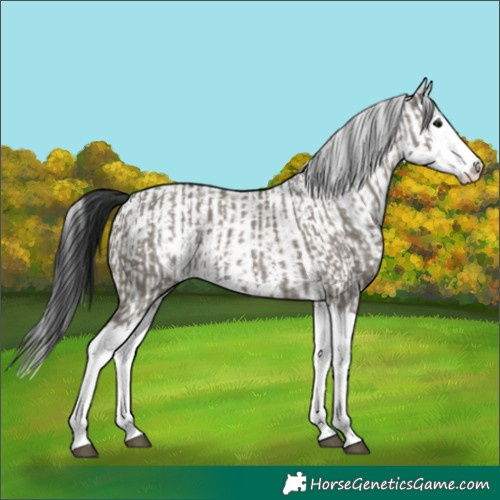 Horse Color:Grullo Sabino Splash  and White Spotted Grullo Sabino Splash 